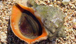 海螺视频,探索海洋奥秘，畅游视觉盛宴