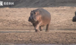河马视频,探索未知，畅游视觉盛宴